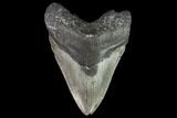 Serrated, Fossil Megalodon Tooth - North Carolina #109729-1
